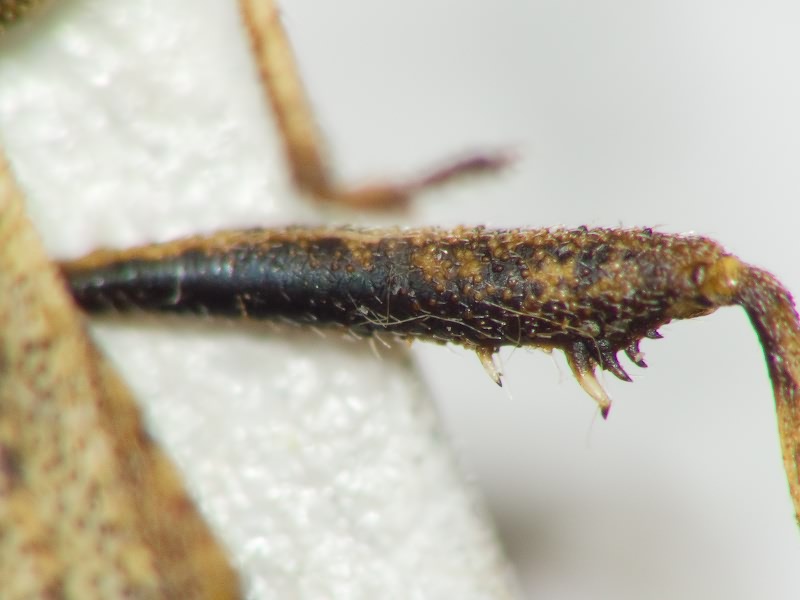 Coriomeris scabricornis (Panzer, 1809)